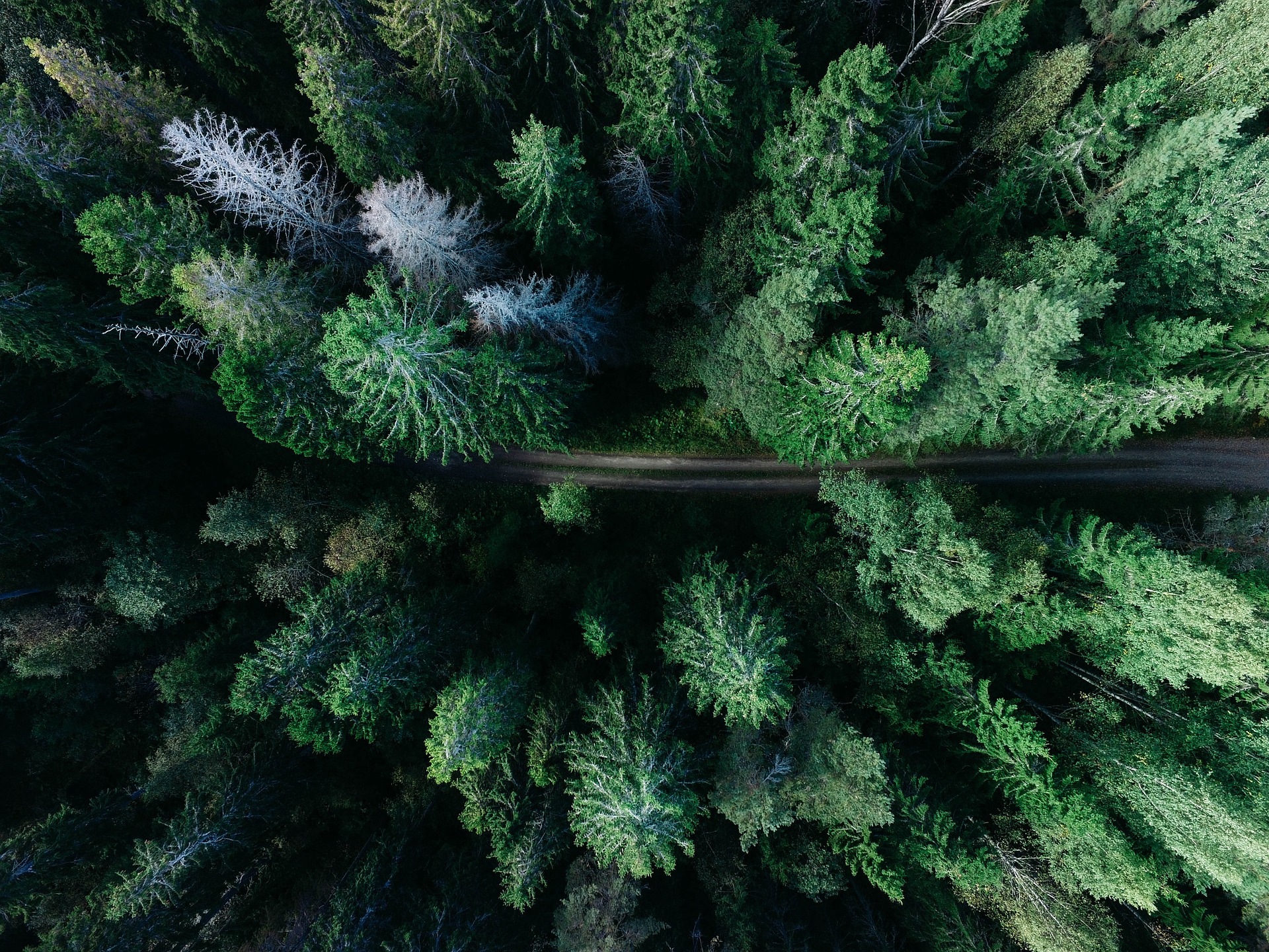 forest-1866837_1920